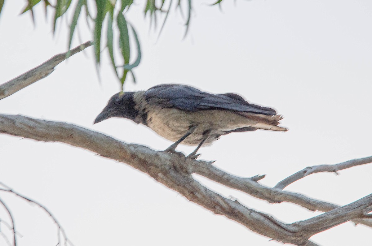 Leş Kargası - ML643567601