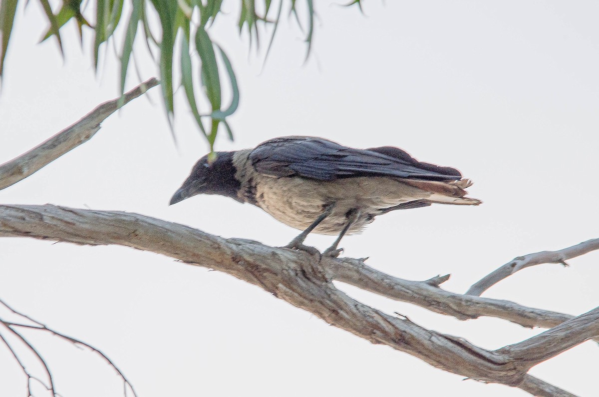 Leş Kargası - ML643567602