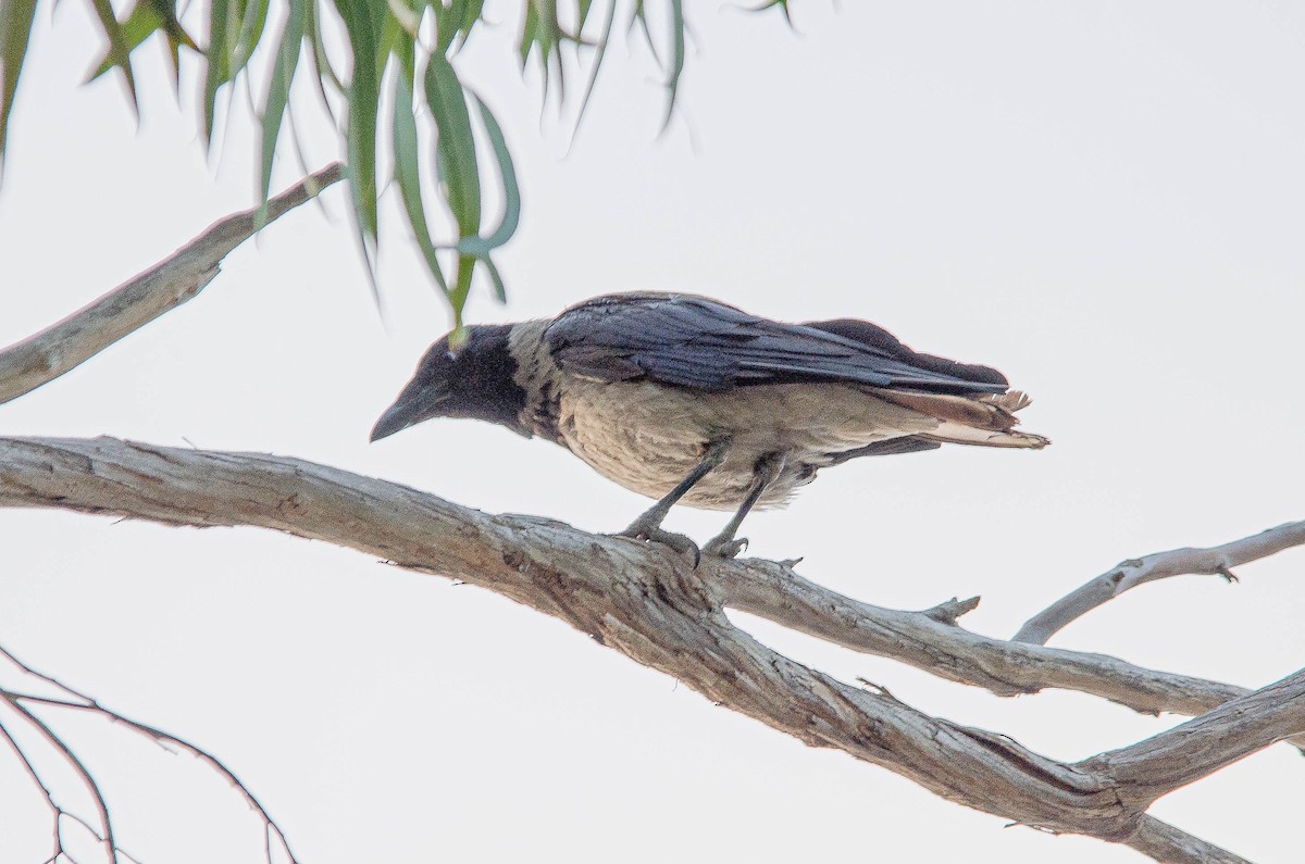 Leş Kargası - ML643567603