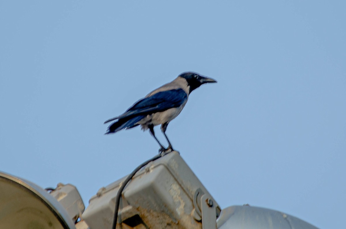 Leş Kargası - ML643567604