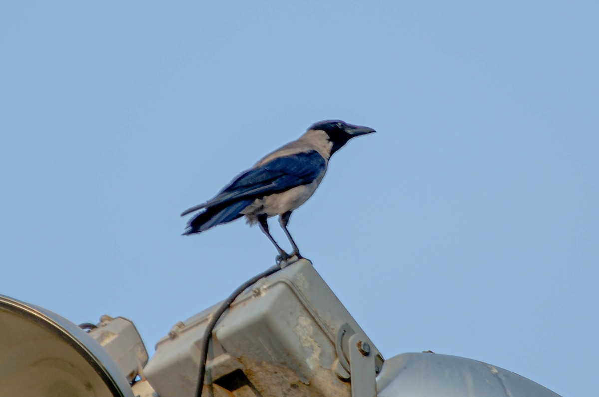 Leş Kargası - ML643567605