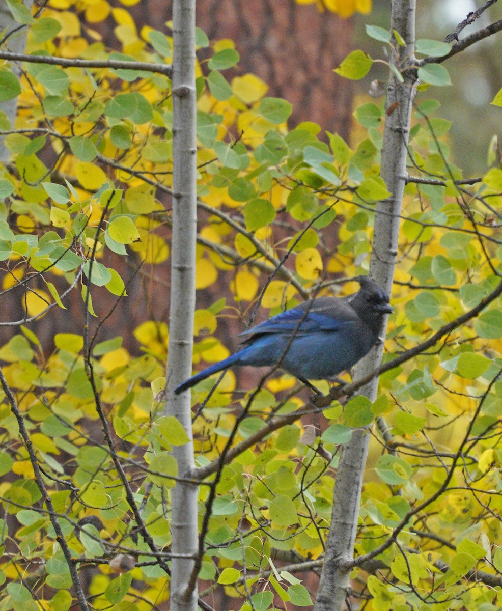 Steller's Jay - ML643567614