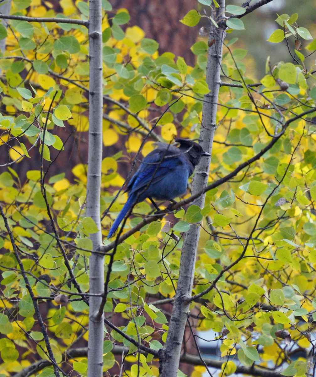 Steller's Jay - ML643567615