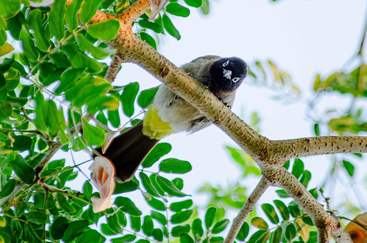 Arapbülbülü - ML643567630