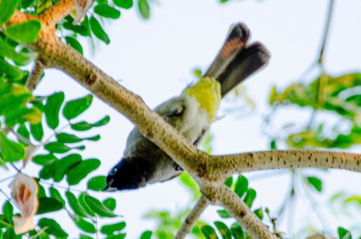 White-spectacled Bulbul - ML643567631