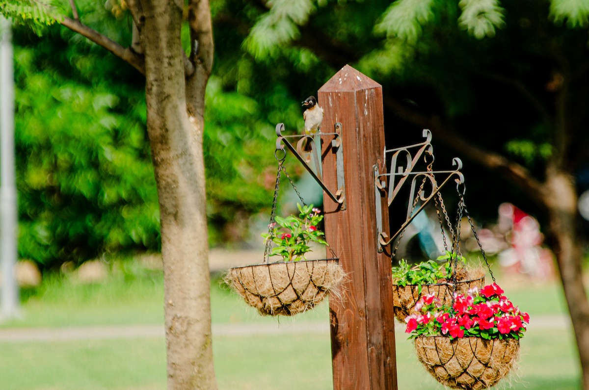 Arapbülbülü - ML643567632