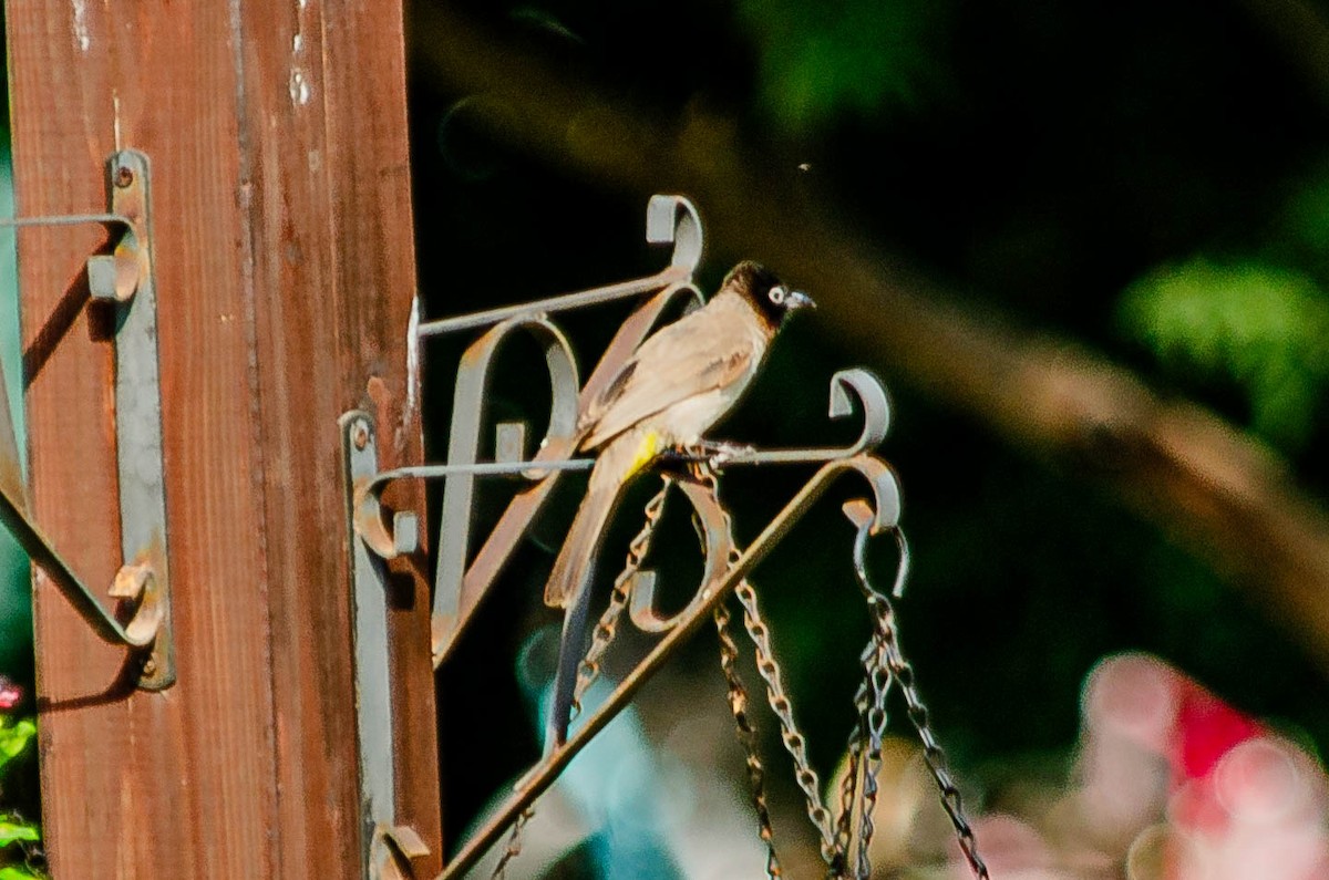 Arapbülbülü - ML643567633