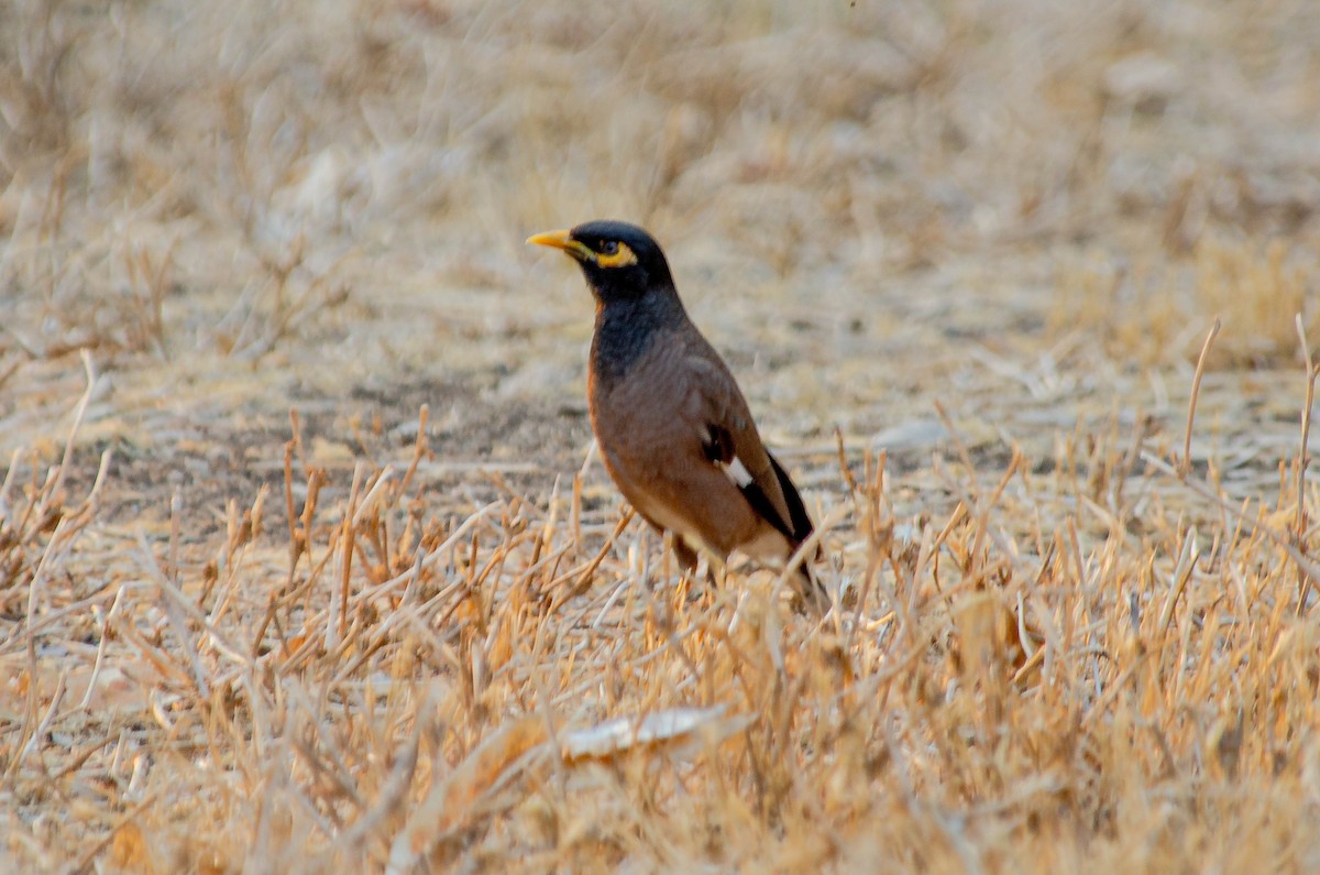 Çiğdeci - ML643567659