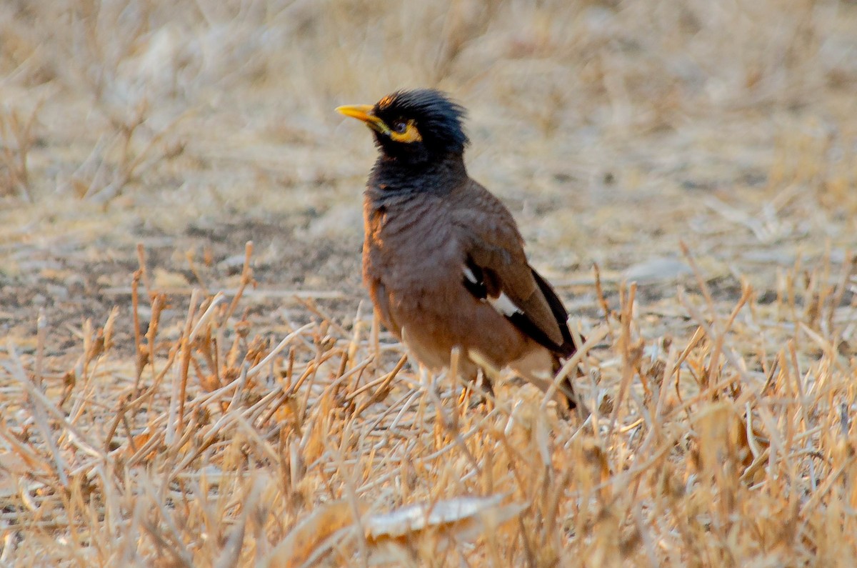 Çiğdeci - ML643567660