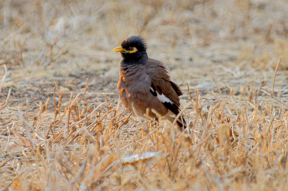 Çiğdeci - ML643567661