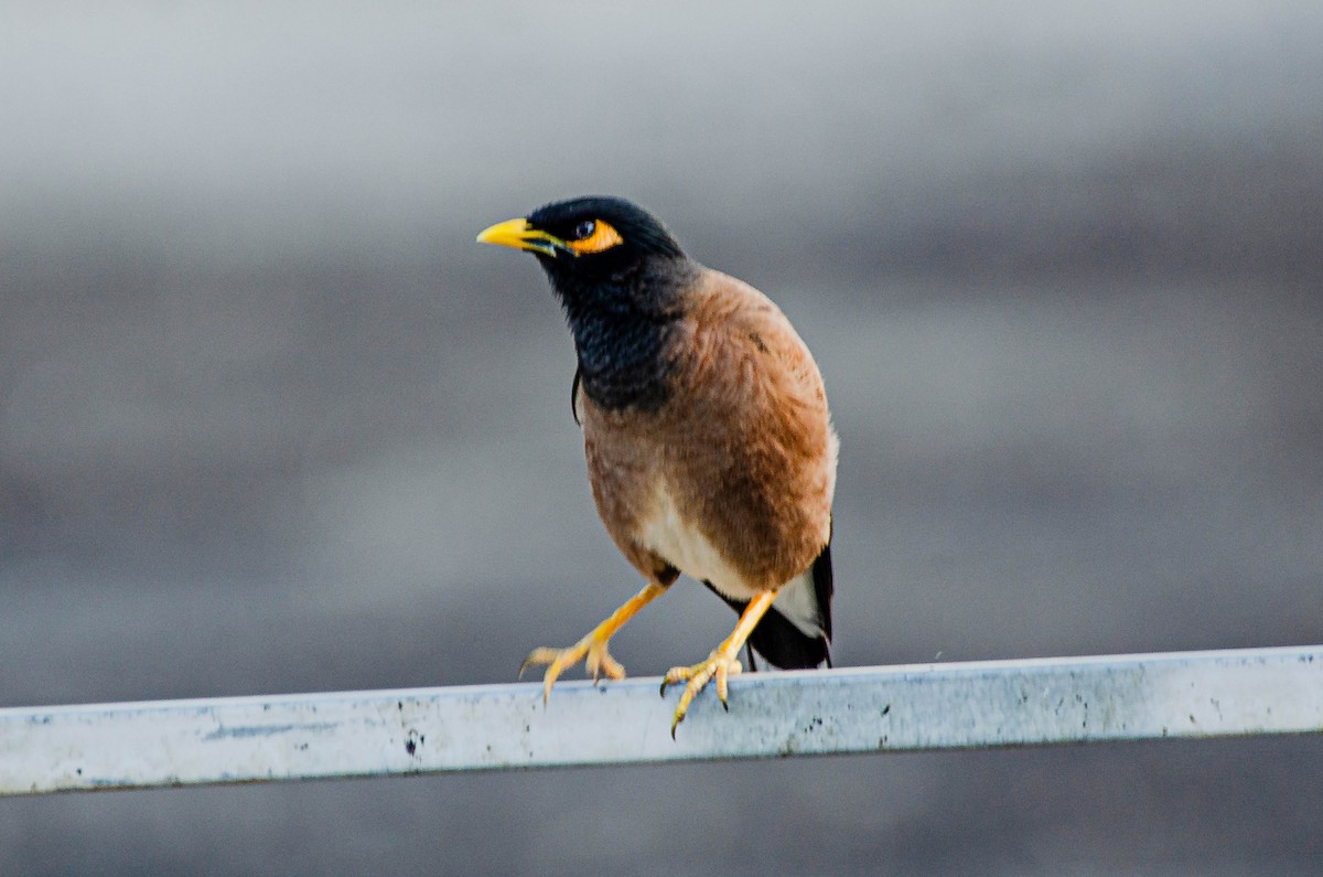 Çiğdeci - ML643567662