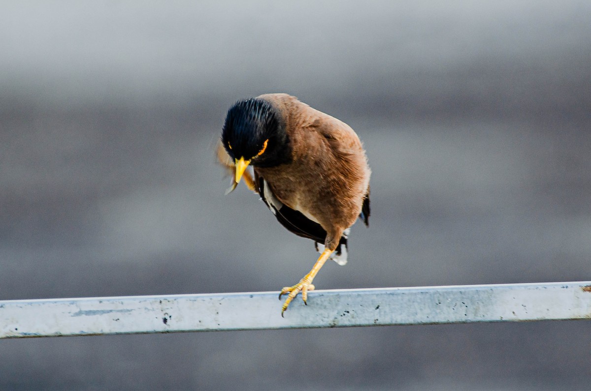 Çiğdeci - ML643567663