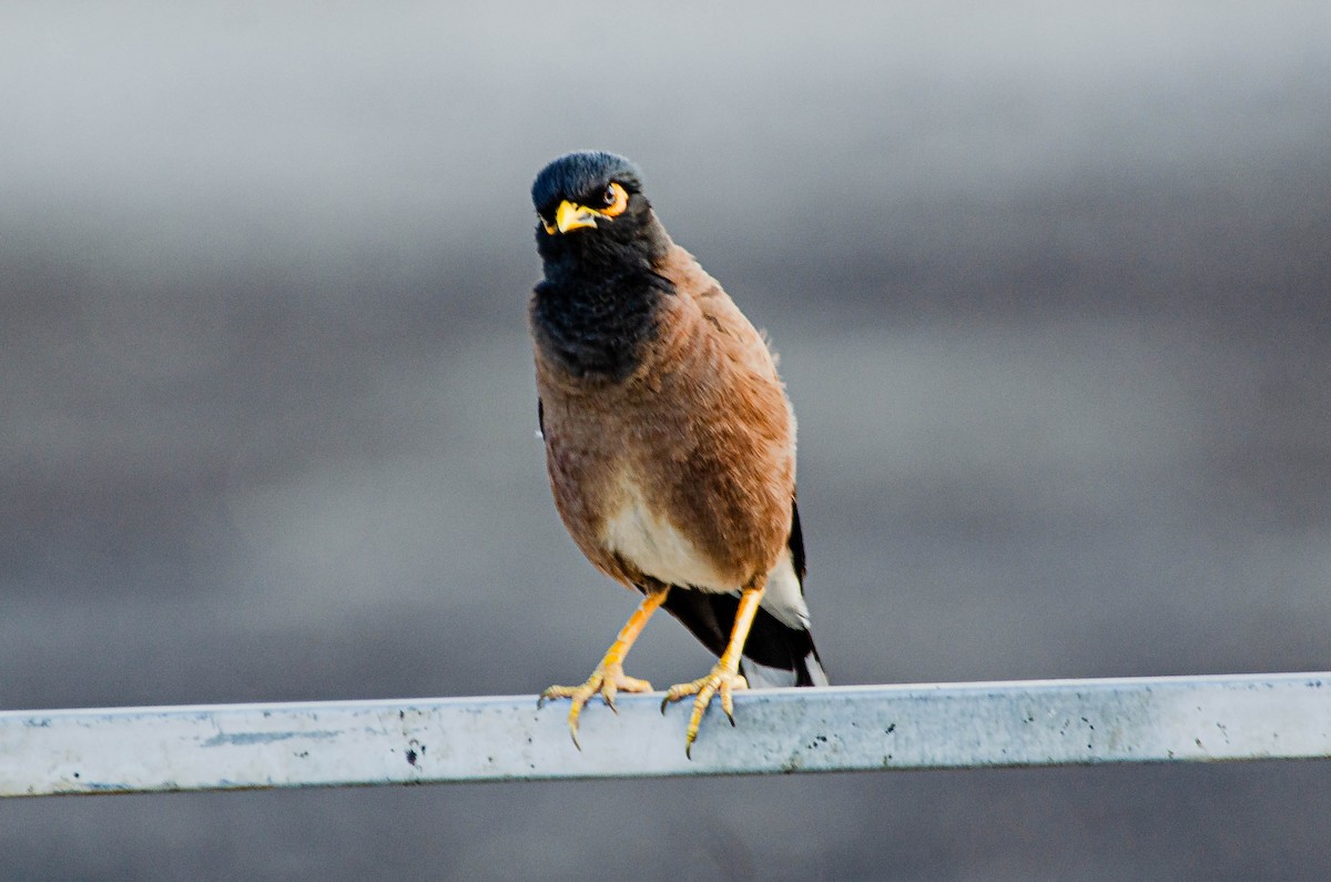 Çiğdeci - ML643567664