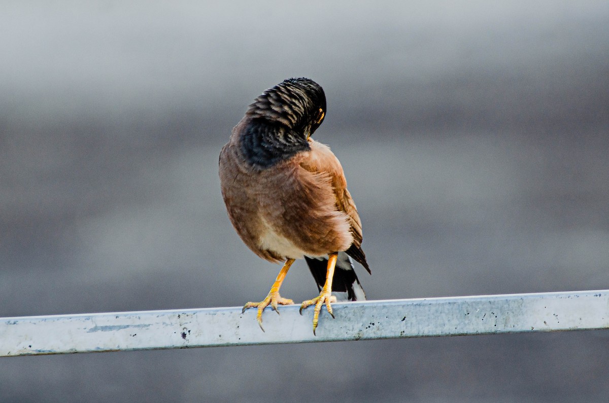 Çiğdeci - ML643567665