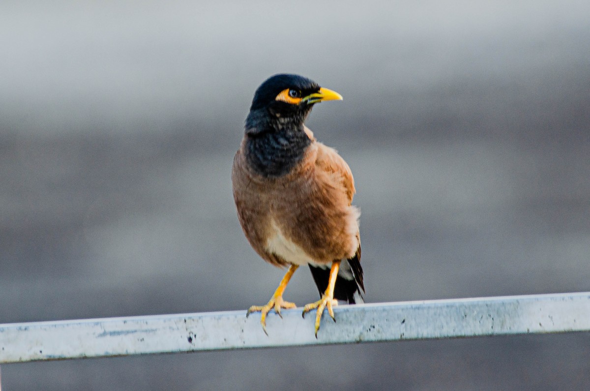 Çiğdeci - ML643567666