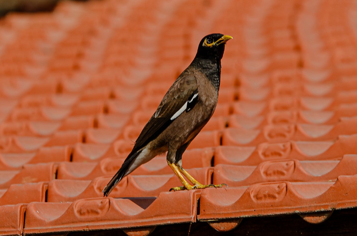 Çiğdeci - ML643567667