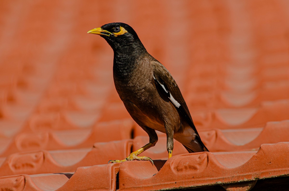 Çiğdeci - ML643567669