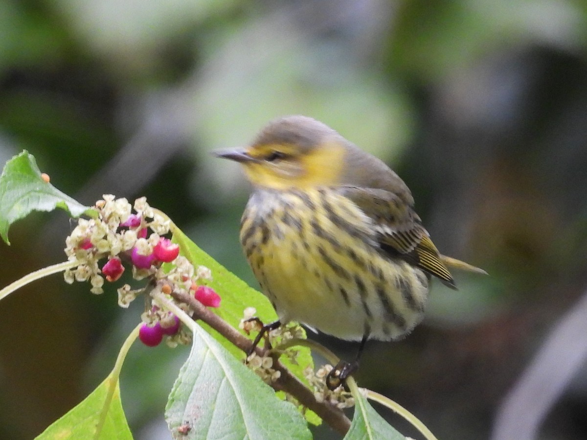 Cape May Warbler - ML643567673
