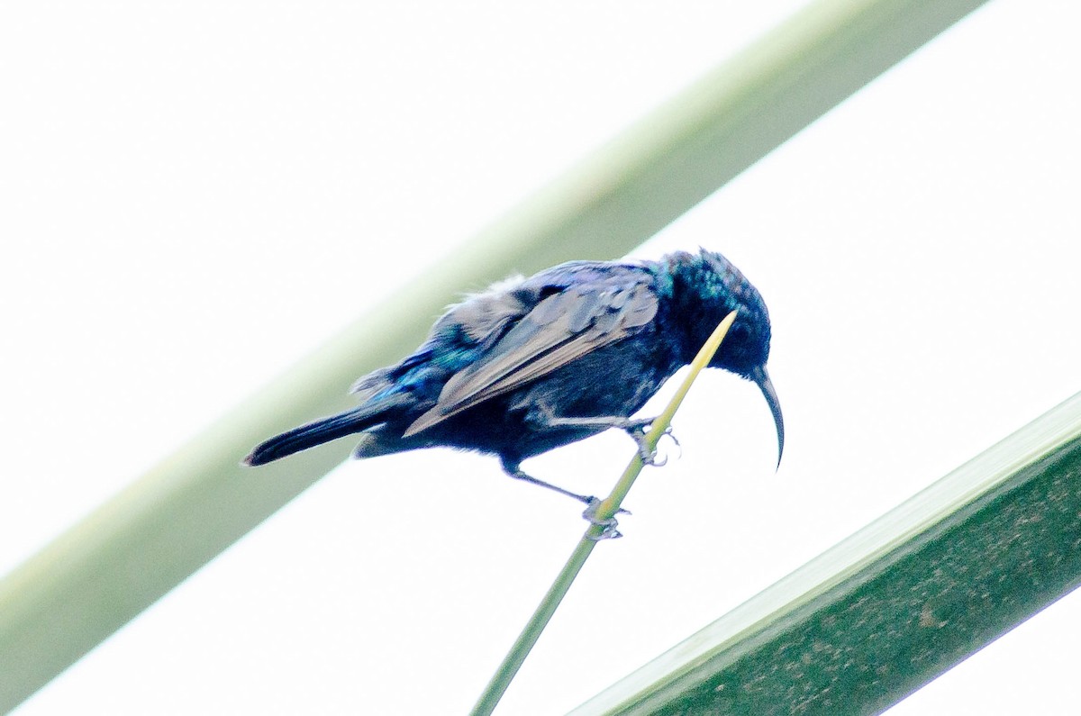 Filistin Nektarkuşu - ML643567695