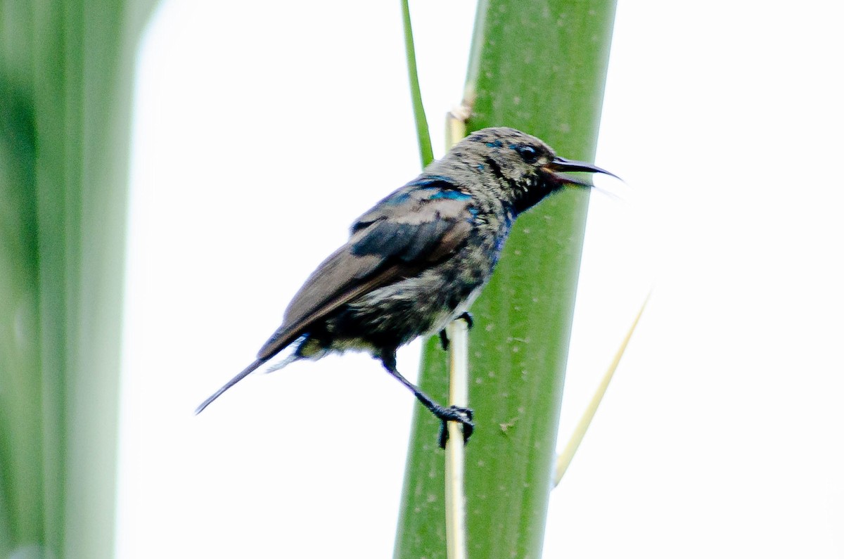 Filistin Nektarkuşu - ML643567696