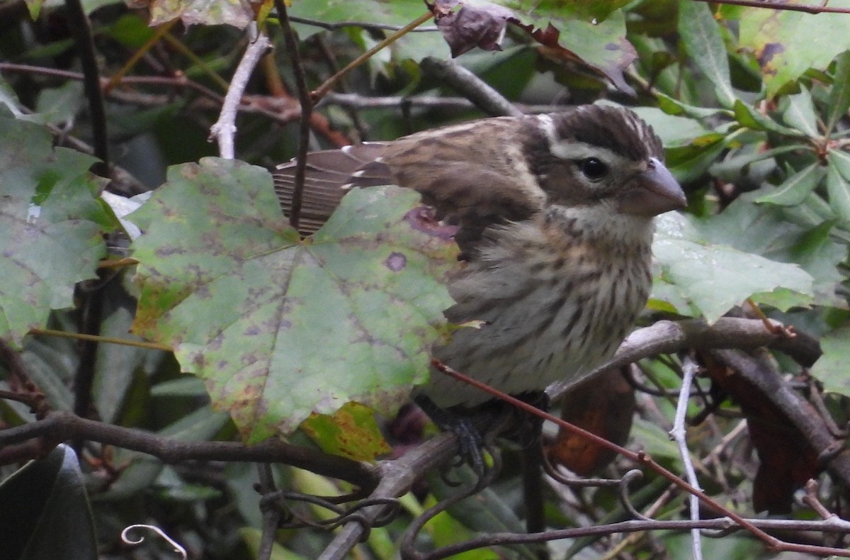 Rose-breasted Grosbeak - ML643567697