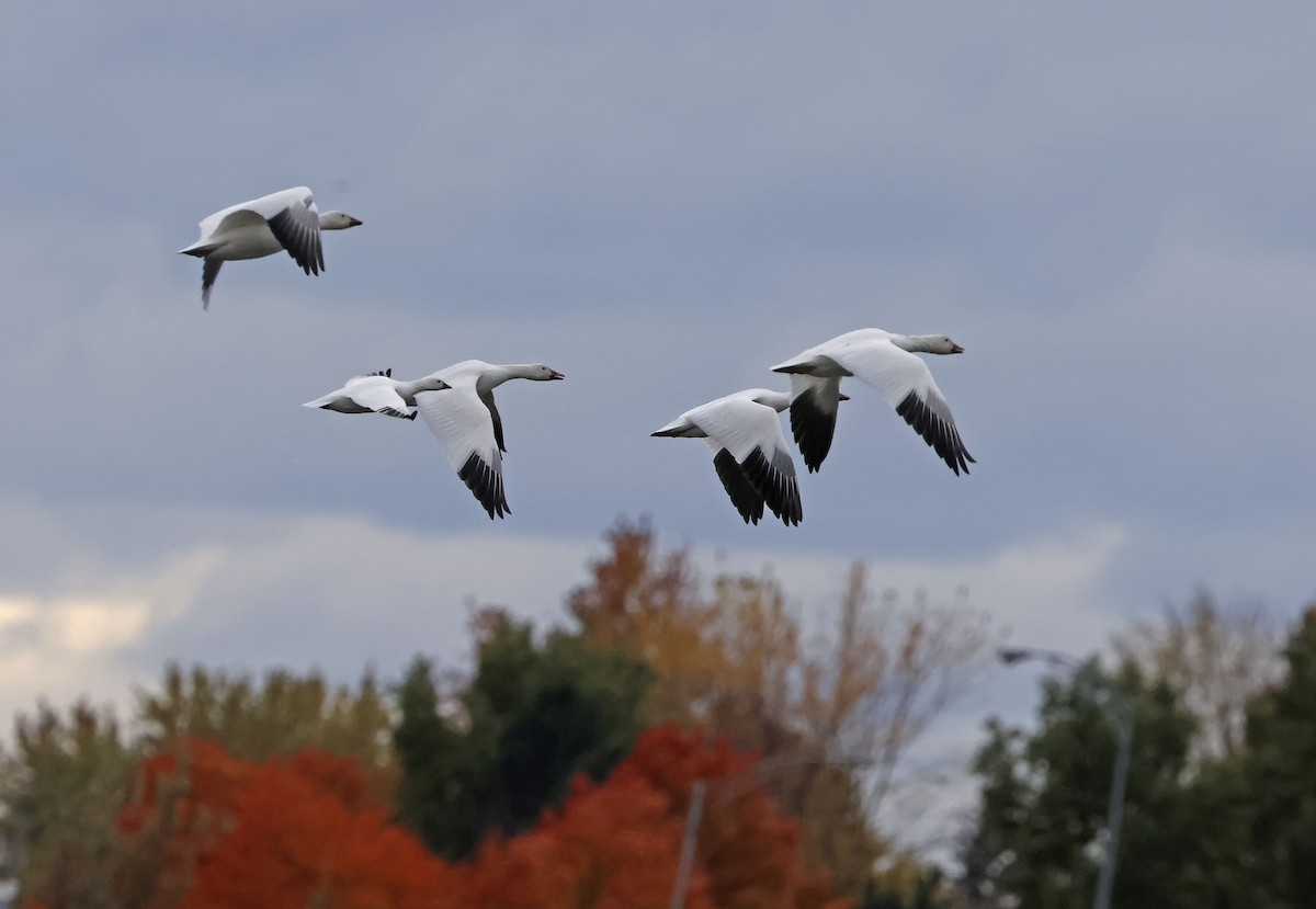 Ross's Goose - ML643567700
