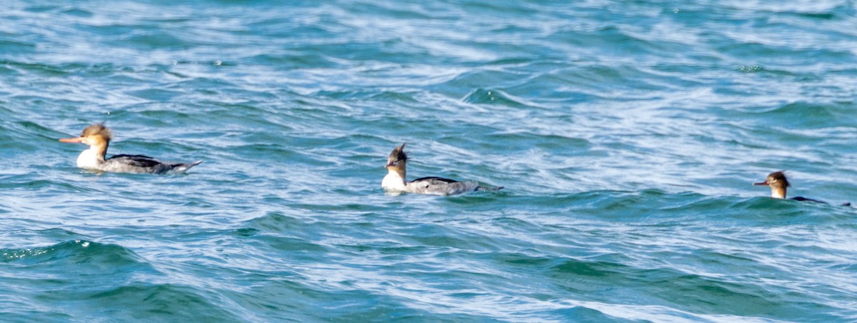 Red-breasted Merganser - ML643567703