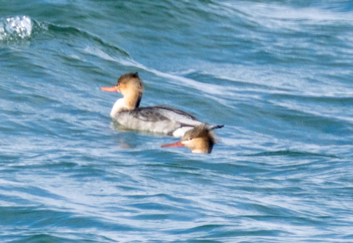 Red-breasted Merganser - ML643567704