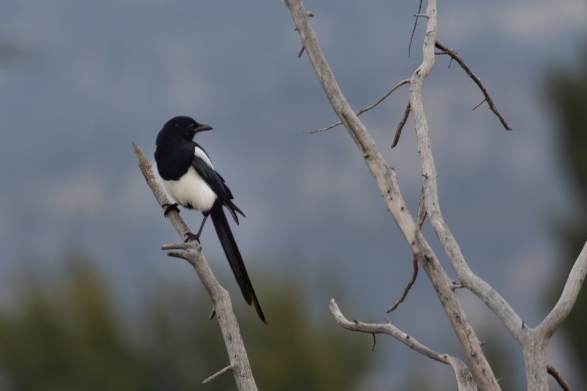Black-billed Magpie - ML643567708