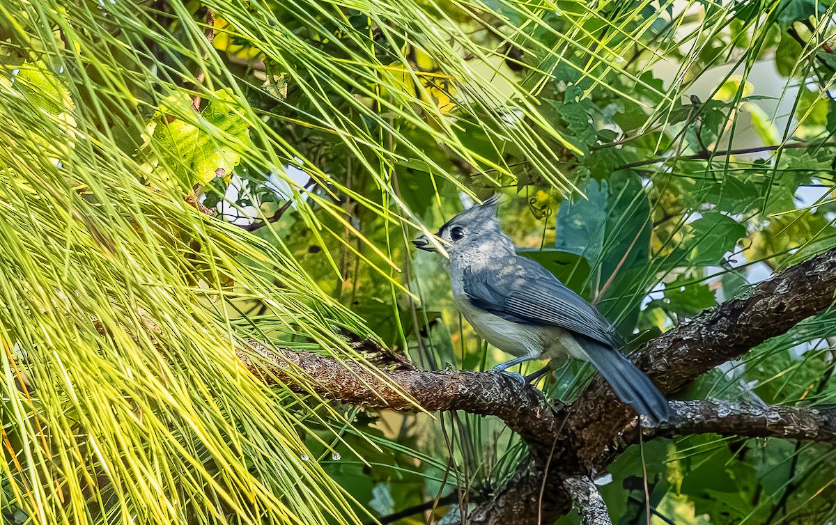 Tufted Titmouse - ML643567711
