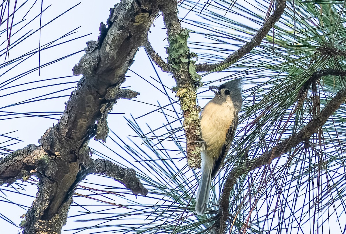 Tufted Titmouse - ML643567712
