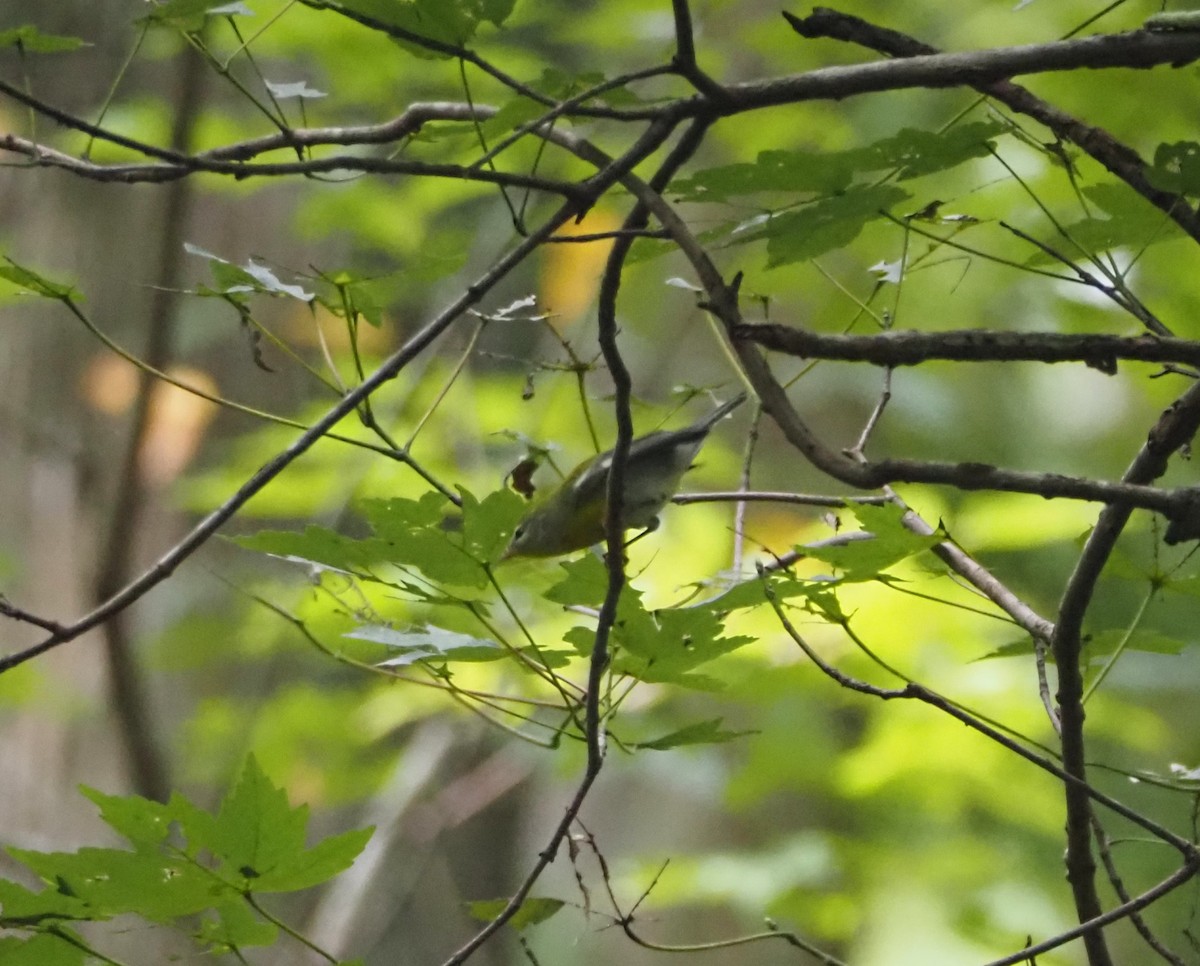 Northern Parula - ML643567716