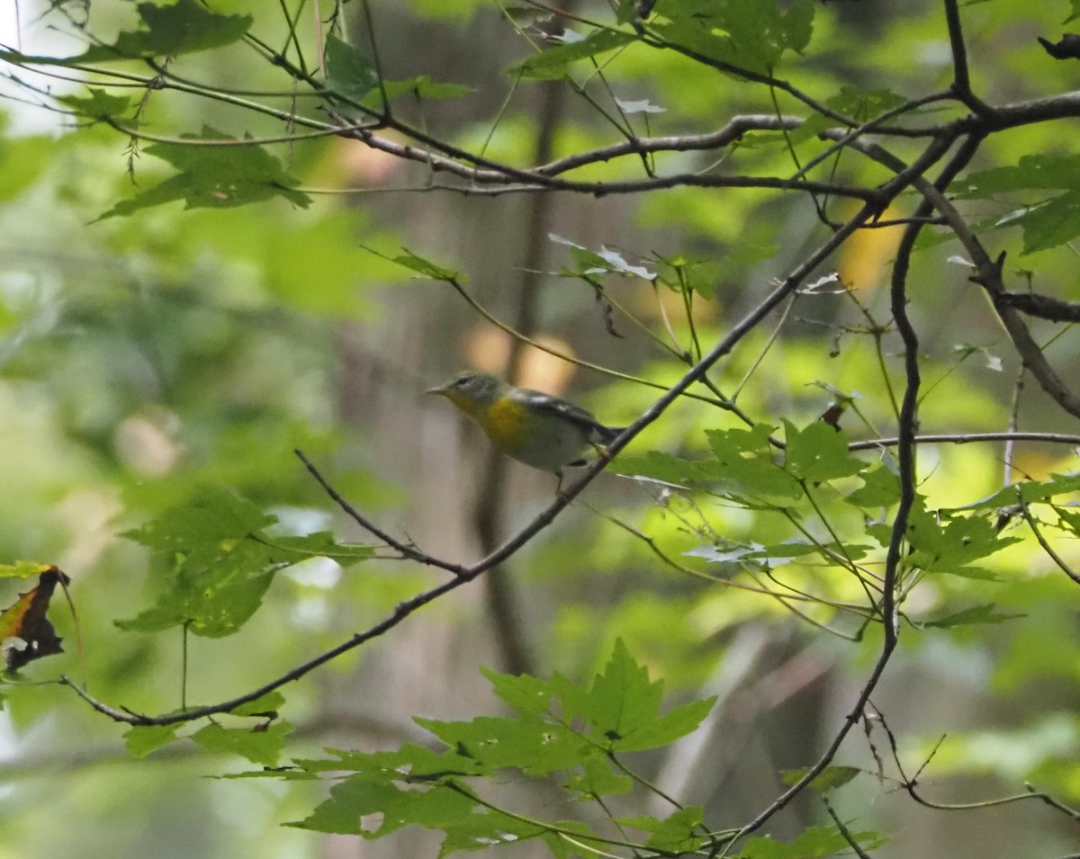 Northern Parula - ML643567717