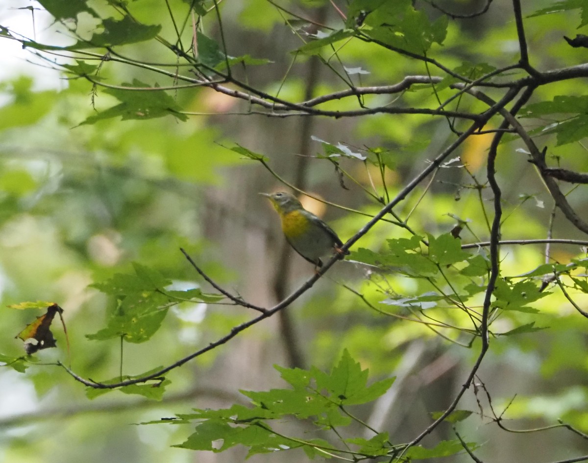 Northern Parula - ML643567718