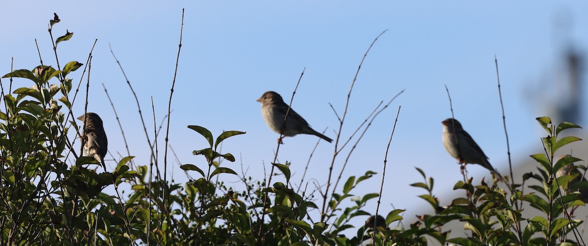 House Sparrow - ML643567721
