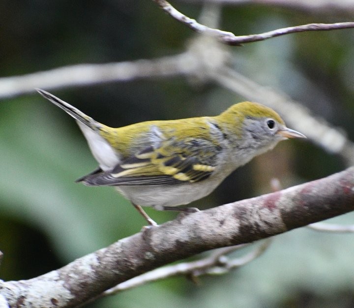 Chestnut-sided Warbler - ML643567722
