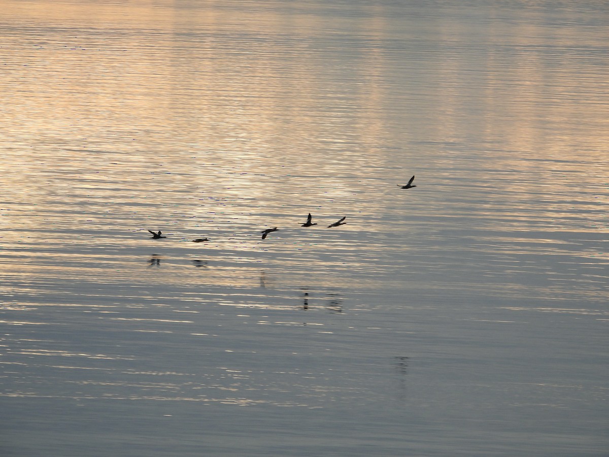 Red-breasted Merganser - ML643567733