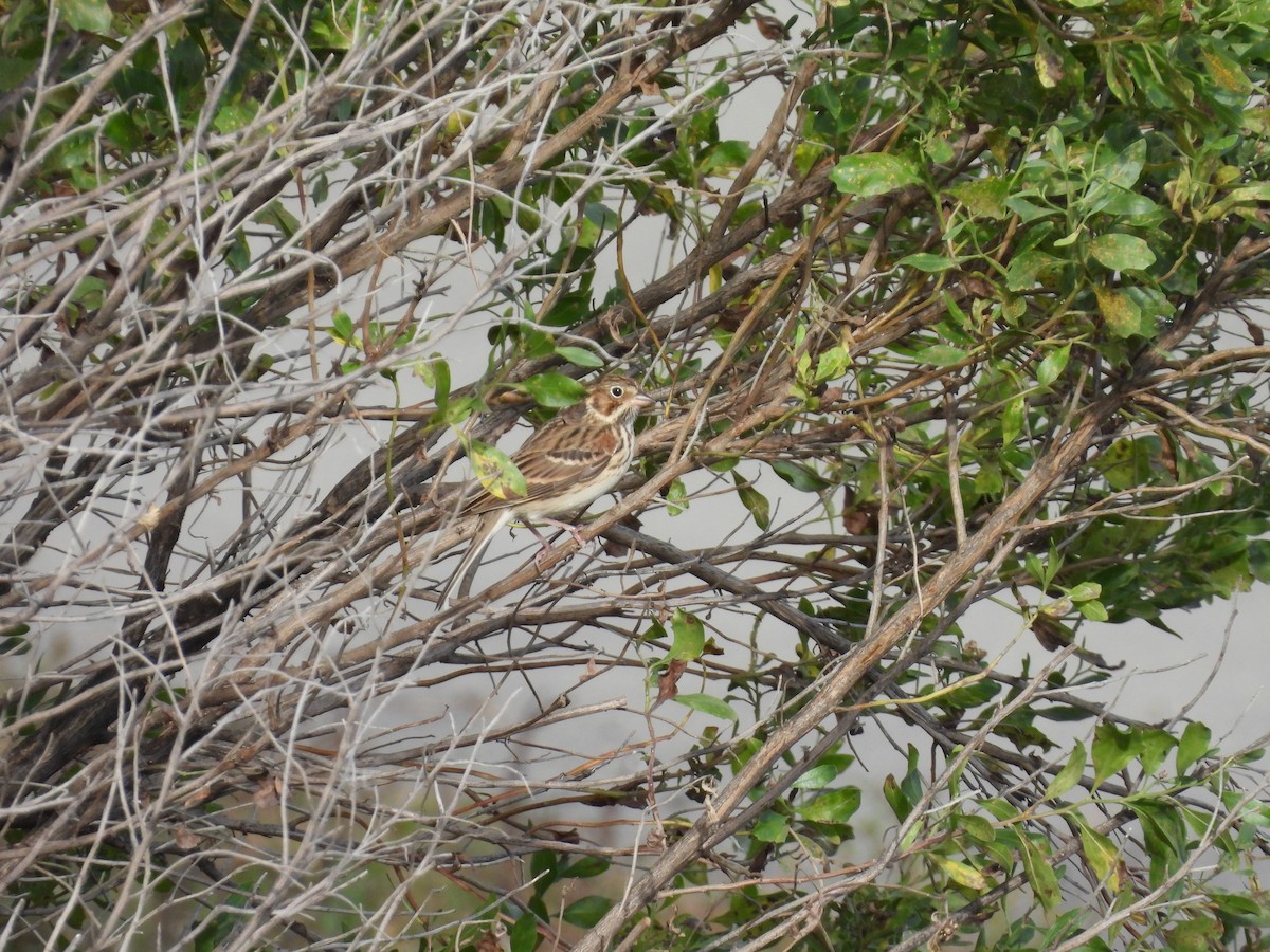 Vesper Sparrow - ML643567767