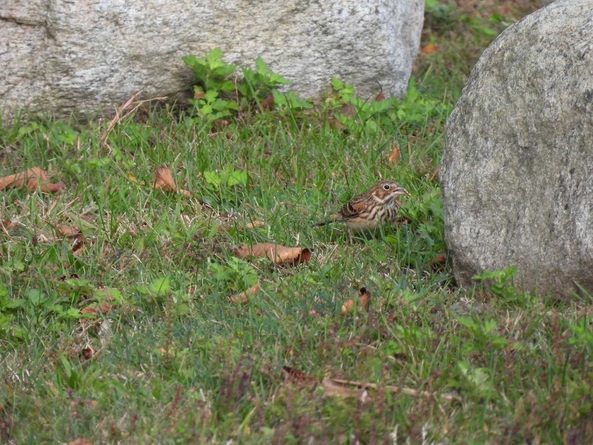 Vesper Sparrow - ML643567768