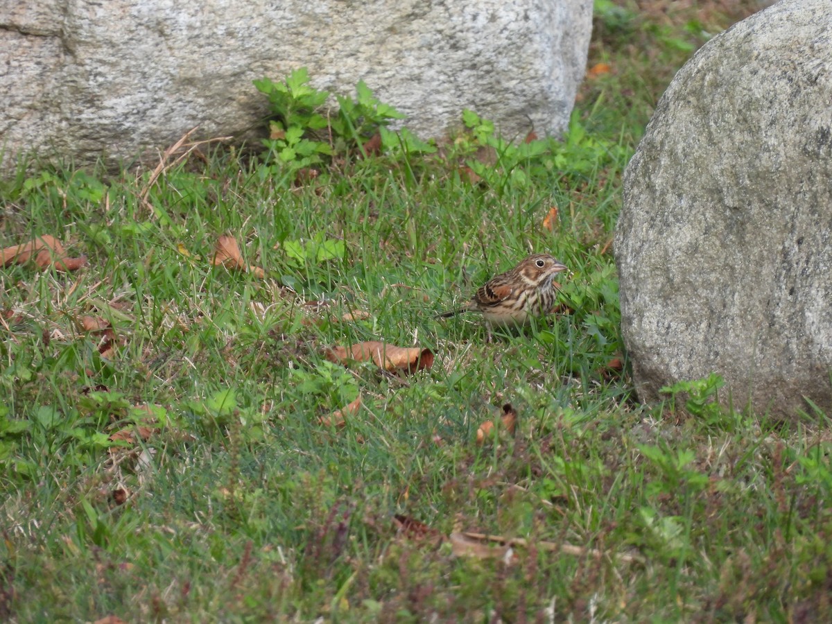 Vesper Sparrow - ML643567769
