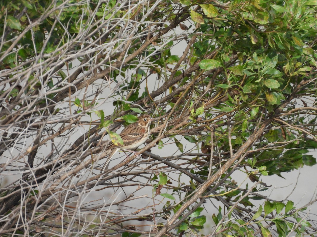 Vesper Sparrow - ML643567770