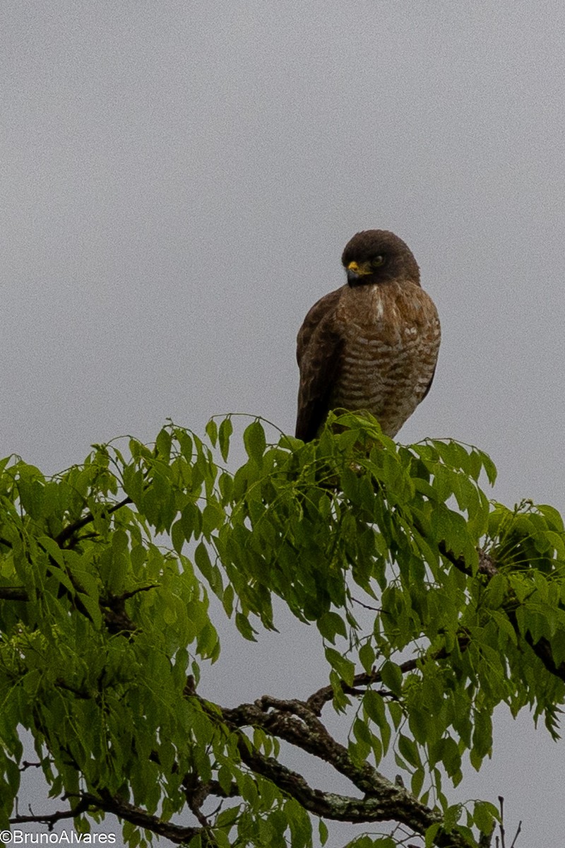 Roadside Hawk - ML643567772