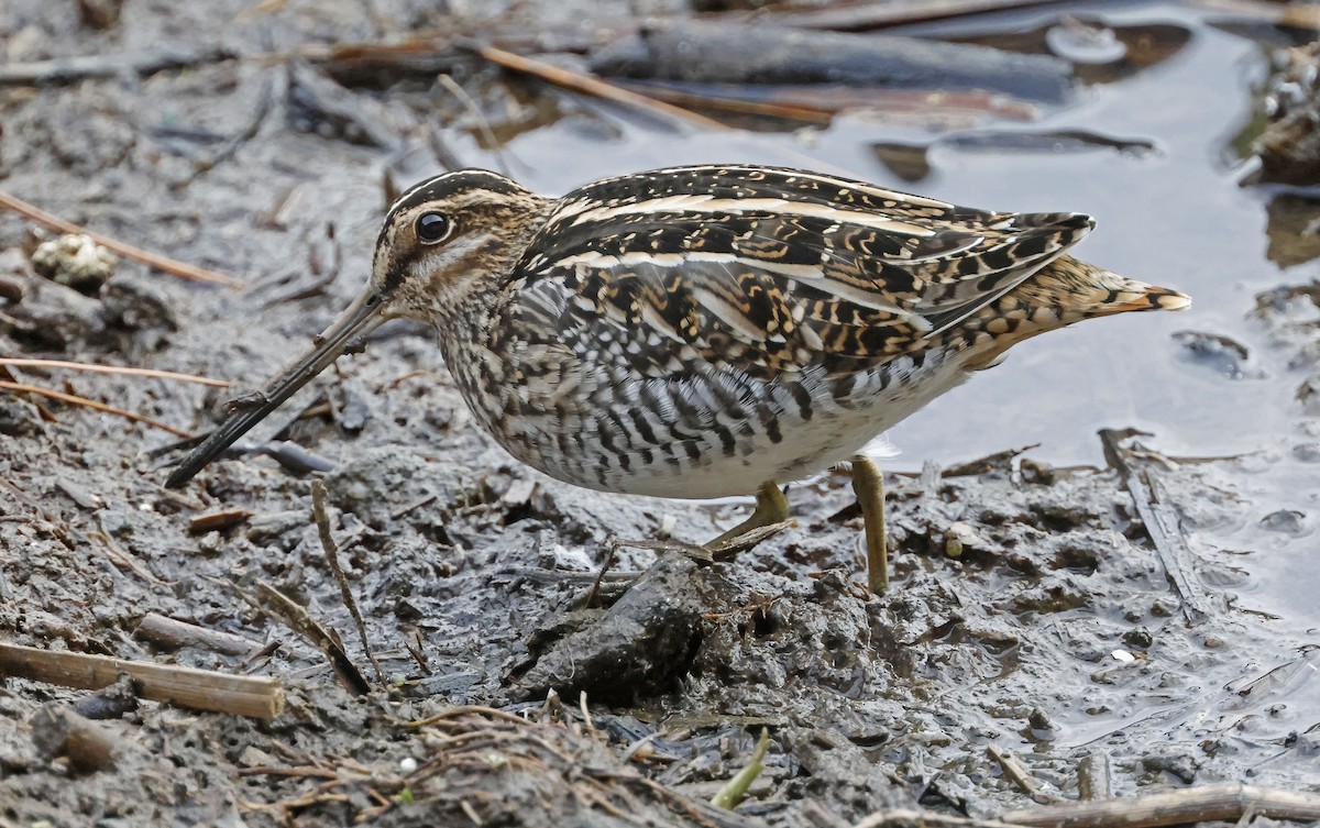アメリカタシギ - ML643567777
