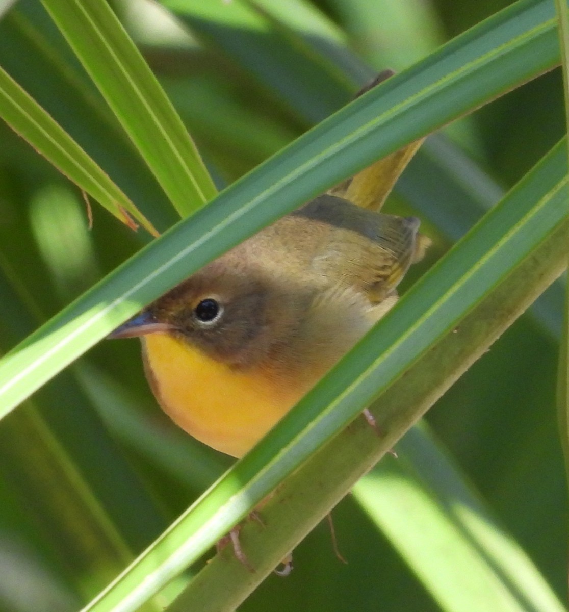 Common Yellowthroat - ML643567796