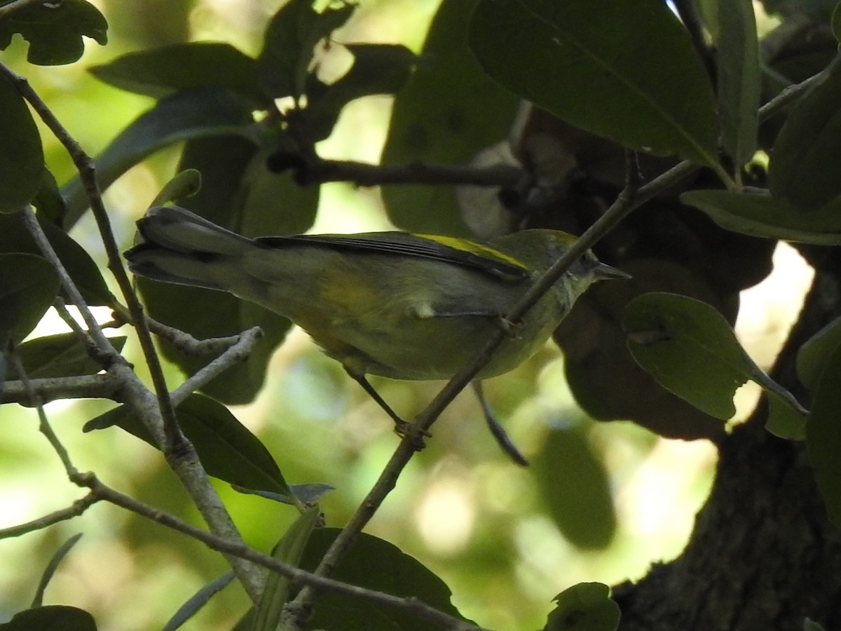 gullvingeparula - ML643567810