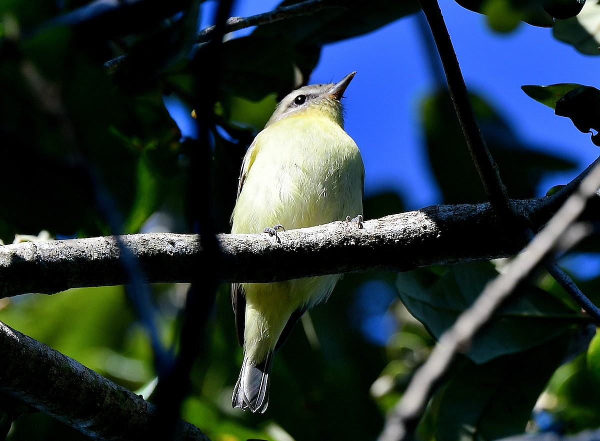 Philadelphia Vireo - ML643567813