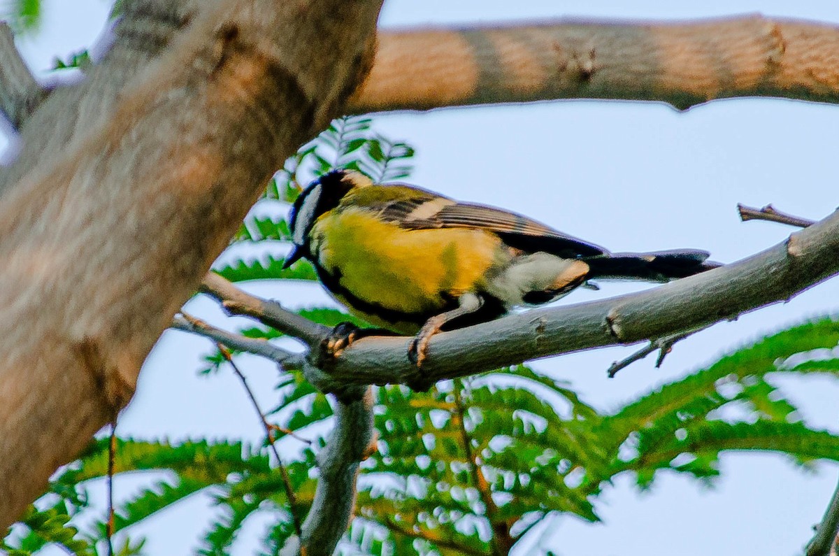 Büyük Baştankara - ML643567817