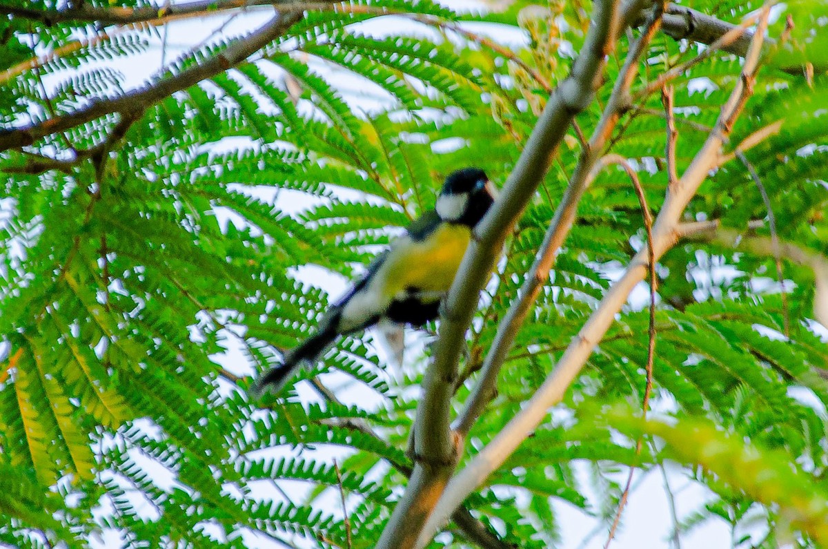 Büyük Baştankara - ML643567818