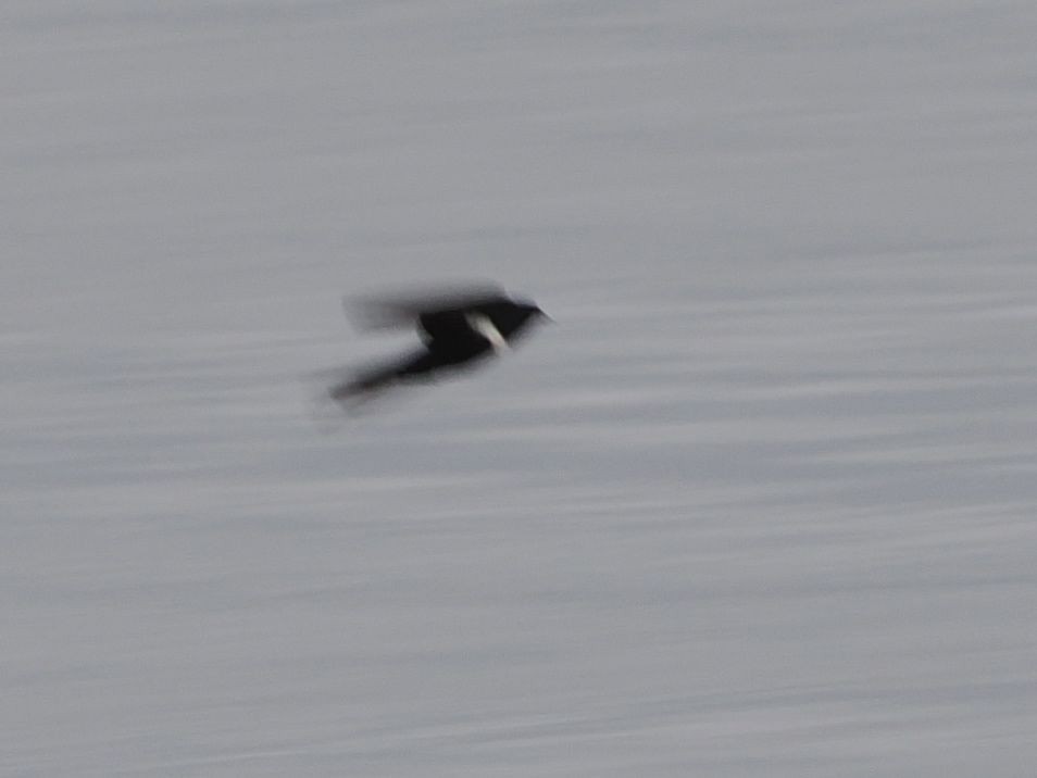 White-banded Swallow - ML643567819