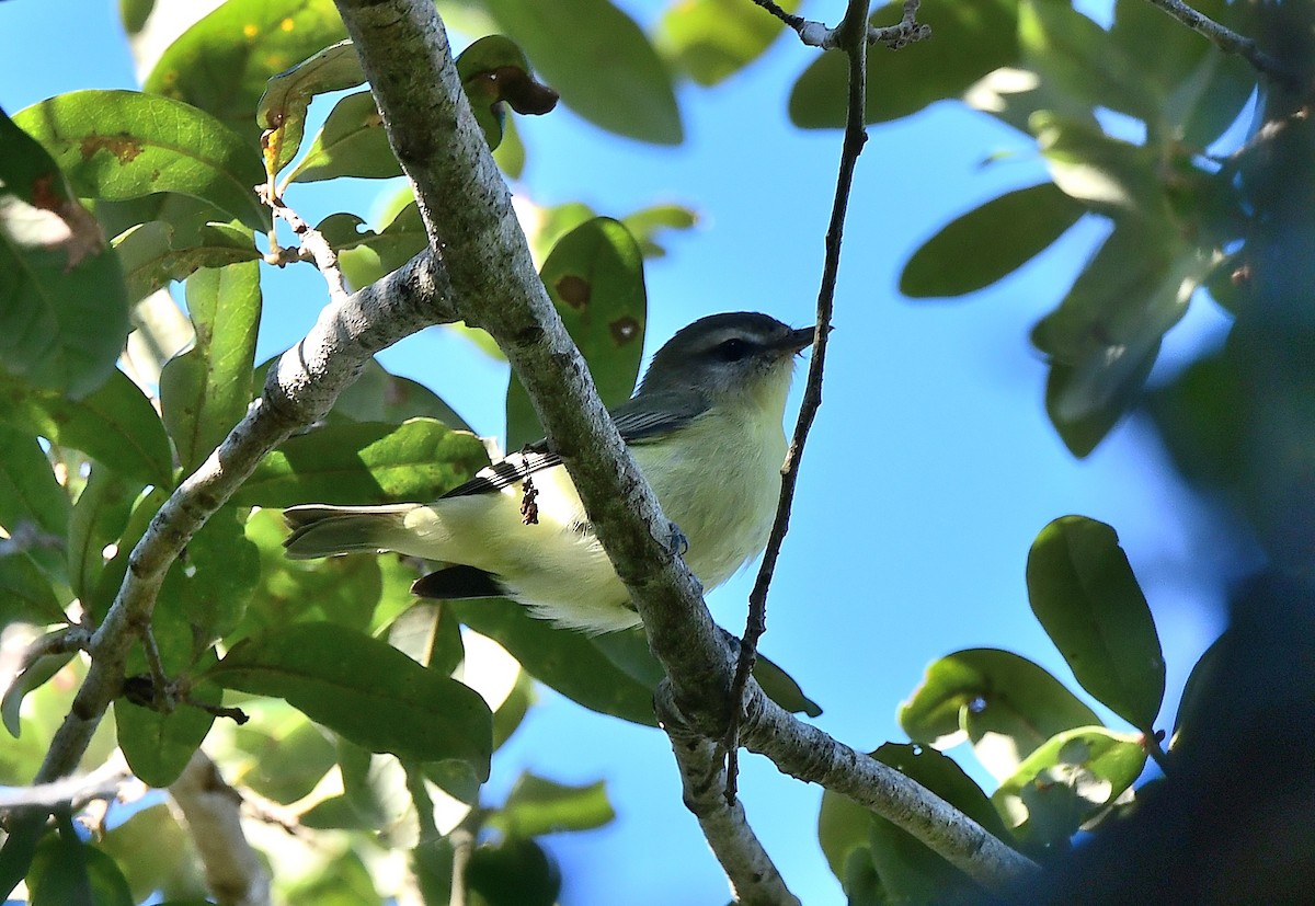 Philadelphia Vireo - ML643567821